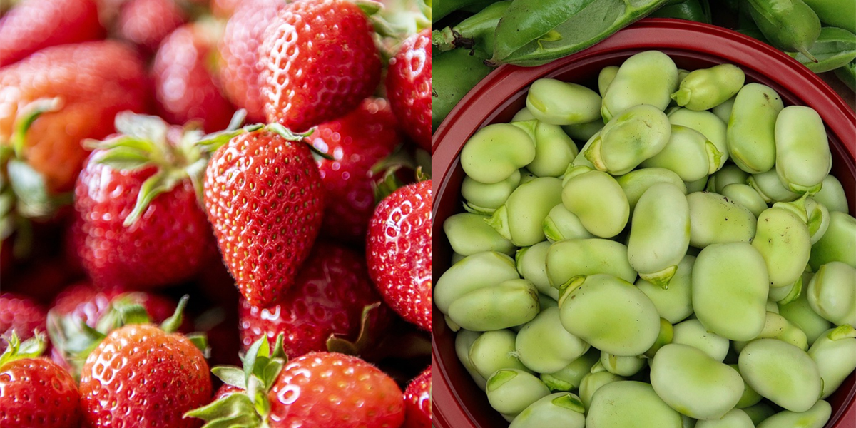 La Borsa della Spesa: fragole al top della qualità con quantitativi abbondanti